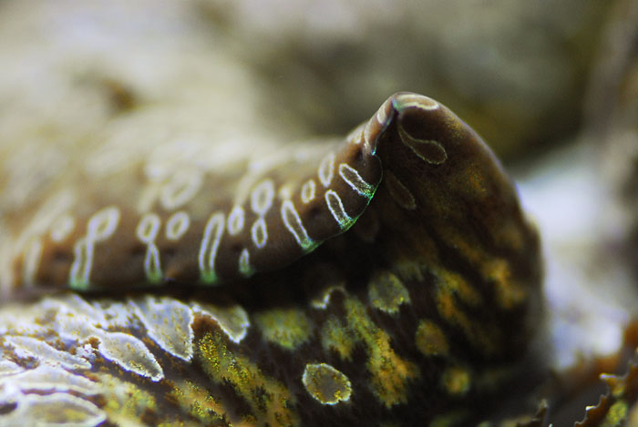 Click image for larger version

Name:	clam.jpg
Views:	145
Size:	93.3 KB
ID:	14078