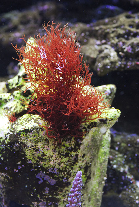 Click image for larger version

Name:	algae.jpg
Views:	141
Size:	162.3 KB
ID:	14084