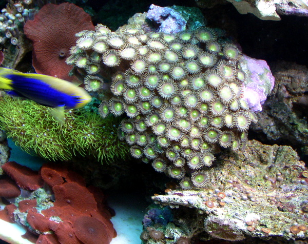 Click image for larger version

Name:	PINK GREEN YELLOW  ZOOS.JPG
Views:	231
Size:	217.4 KB
ID:	16613