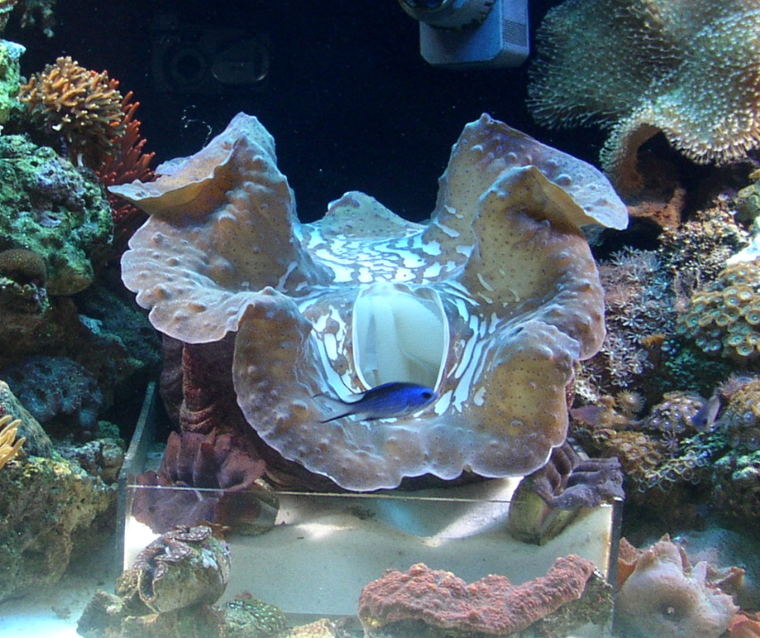 Click image for larger version

Name:	clam 2 .jpg
Views:	77
Size:	316.1 KB
ID:	20676
