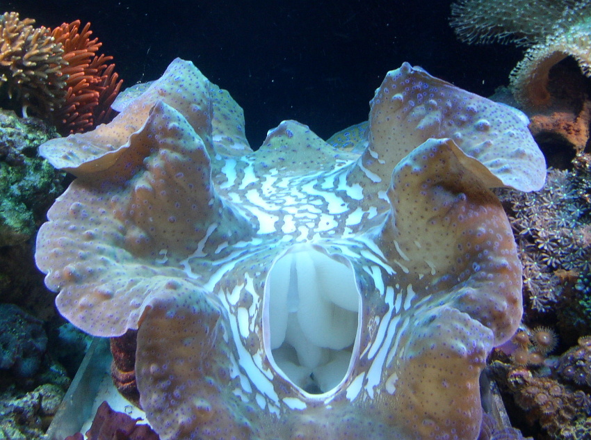 Click image for larger version

Name:	clam 3 .jpg
Views:	76
Size:	282.8 KB
ID:	20677