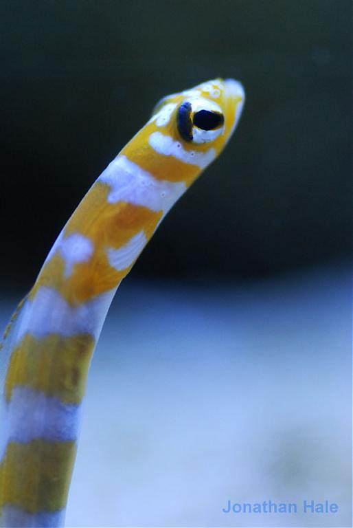 Click image for larger version

Name:	worm1.jpg
Views:	209
Size:	23.7 KB
ID:	33841