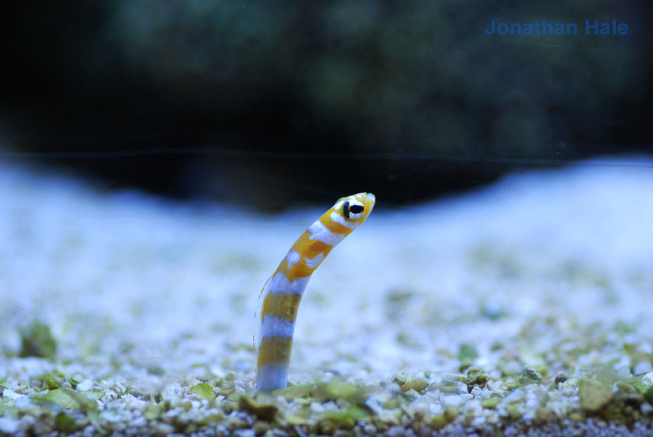 Click image for larger version

Name:	worm2.jpg
Views:	210
Size:	118.6 KB
ID:	33842