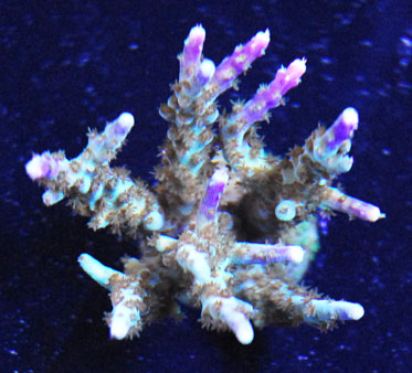 Click image for larger version

Name:	Tri-Color Staghorn.jpg
Views:	37
Size:	38.3 KB
ID:	44905
