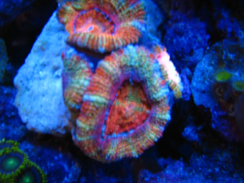 Click image for larger version

Name:	IMG_1387.jpg
Views:	96
Size:	93.7 KB
ID:	45036