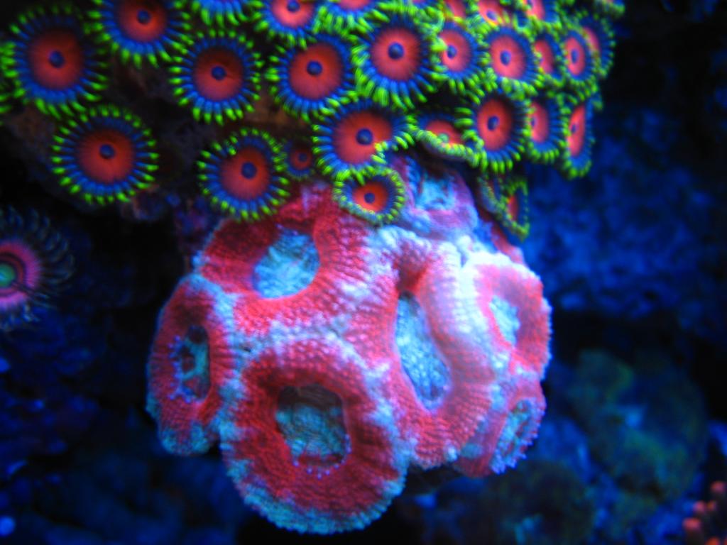 Click image for larger version

Name:	IMG_1416.jpg
Views:	42
Size:	85.8 KB
ID:	45041