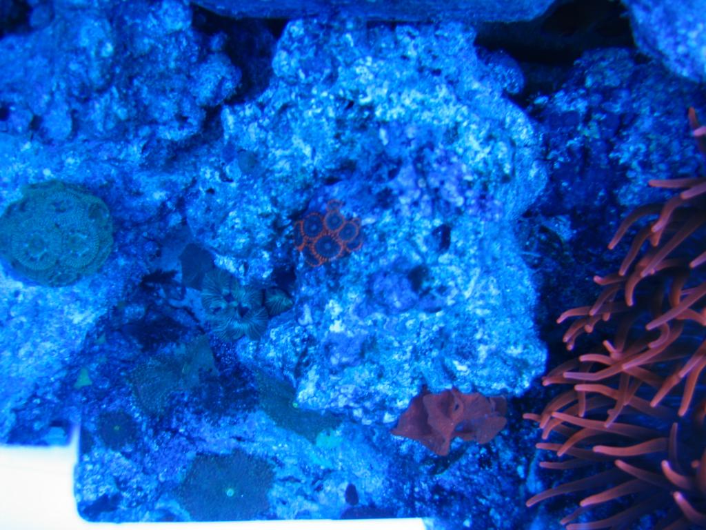 Click image for larger version

Name:	Tank 034.jpg
Views:	65
Size:	128.8 KB
ID:	47050