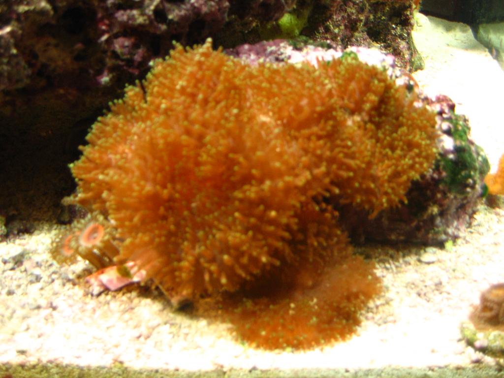Click image for larger version

Name:	Tank 005.jpg
Views:	79
Size:	93.0 KB
ID:	47051