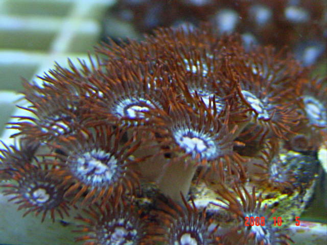 Click image for larger version

Name:	fire in the sky zoa.jpg
Views:	24
Size:	167.4 KB
ID:	47708