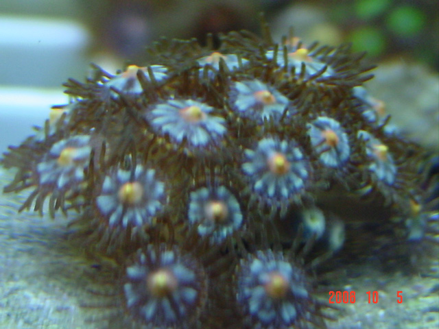 Click image for larger version

Name:	zoa1.jpg
Views:	17
Size:	131.5 KB
ID:	47709