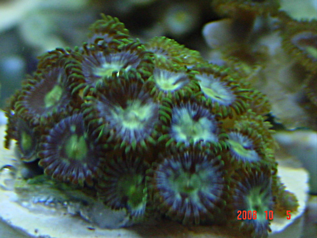 Click image for larger version

Name:	zoa2.jpg
Views:	11
Size:	147.5 KB
ID:	47710