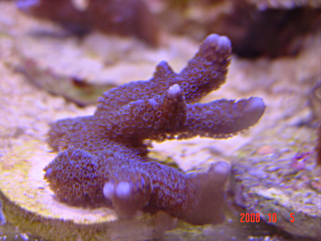 Click image for larger version

Name:	purple digi.jpg
Views:	63
Size:	139.2 KB
ID:	47713