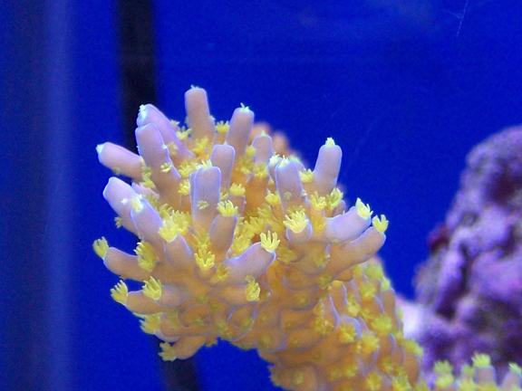 Click image for larger version

Name:	5054-manhattan-reefs-inaugural-photo-contestx9063x-000_47921.jpg
Views:	1921
Size:	37.1 KB
ID:	7939