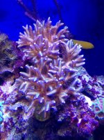 bird nest coral .jpg