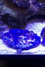 blue star polyps coral .jpg
