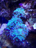 hammer coral 1 .jpg