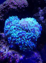 hammer coral 2 .jpg