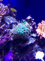 mixed zoa polyps coral .jpg