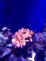 montipora setosa coral .jpg