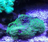 neon green star polyps coral .jpg