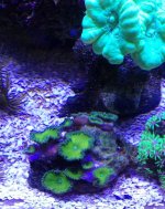 nuclear green palys coral .jpg