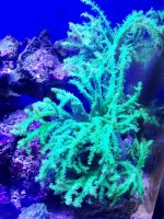 Palua Neon Green Nepthea coral .jpg