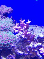 pink bird nest coral .jpg