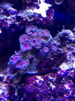 purple death palys coral .jpg