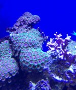 red eagle eye zoa coral .jpg