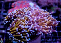 coral2.jpg