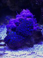tubs blue zoanthids coral .jpg