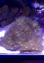 yellow polyps coral .jpg