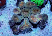 coral7.jpg