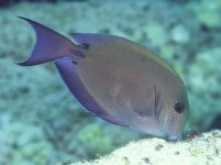 Acanthurus_nigrofuscus.JPG