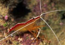 CLEANER SHRIMP.jpg