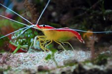 cleaner_shrimp_w_eggs.jpg