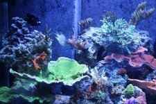 MyReefTank 033.jpg