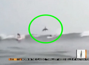 s-SHARK-JUMPS-SURFER-large300.jpg