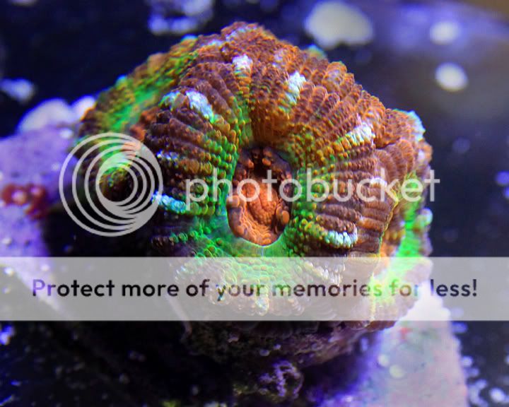 lolypop-acan.jpg