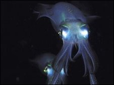 _45911501_nplsquid.jpg