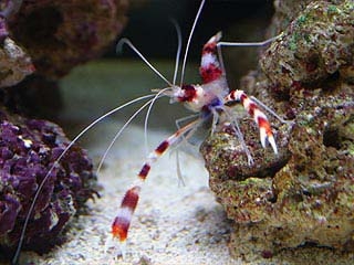 my-aquarium-01.jpg