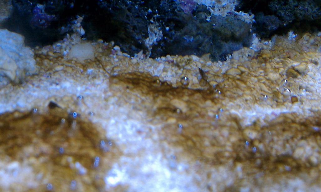 Diatoms? Dino? Cyano? HELP! - Manhattan Reefs