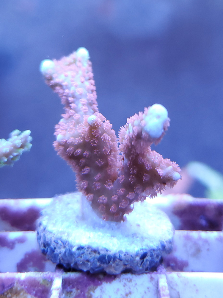Coral Corals for sale