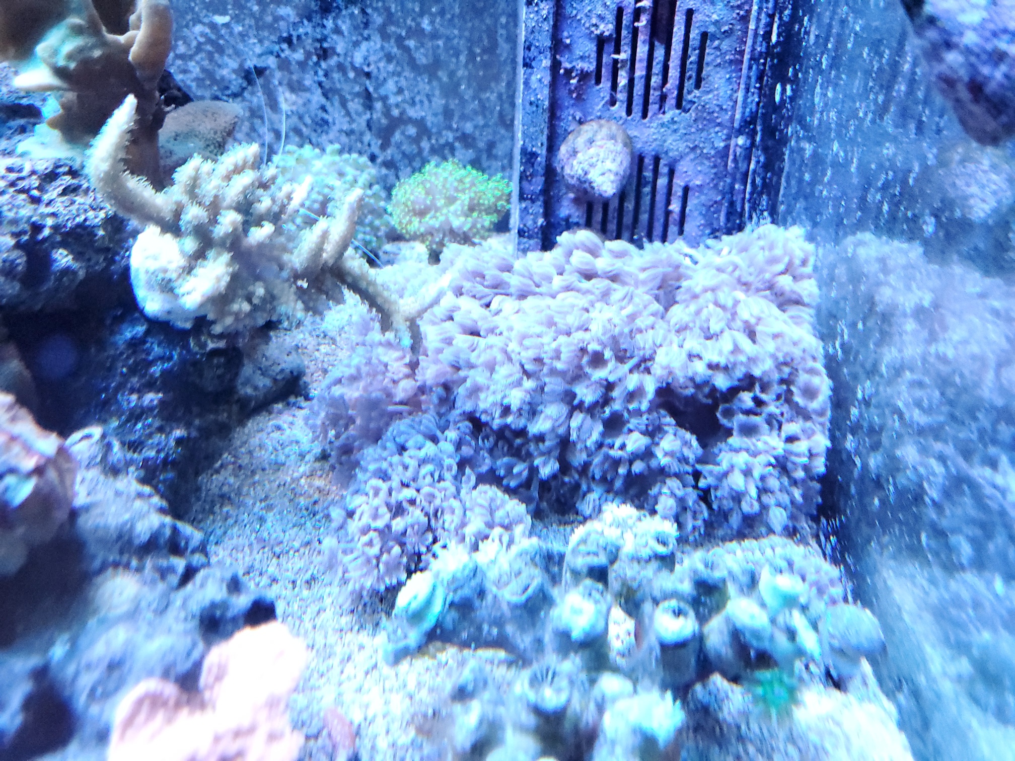 Coral - Red Sea Pulsing Xenia and Neon Green Star Polyps for sale