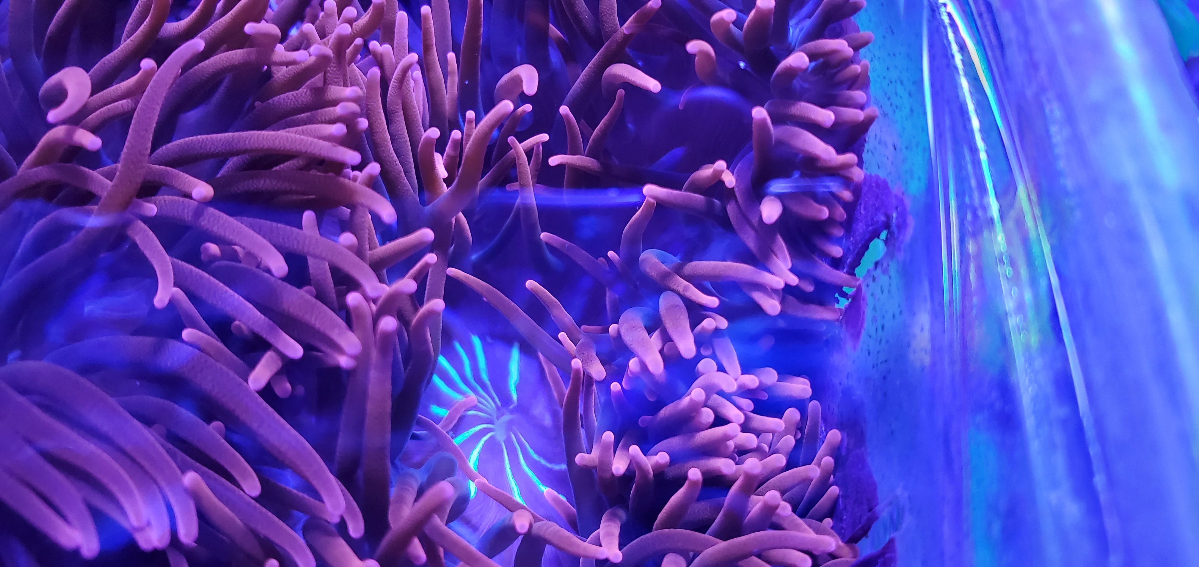 WTB Black widow anemone or green bubble anemone