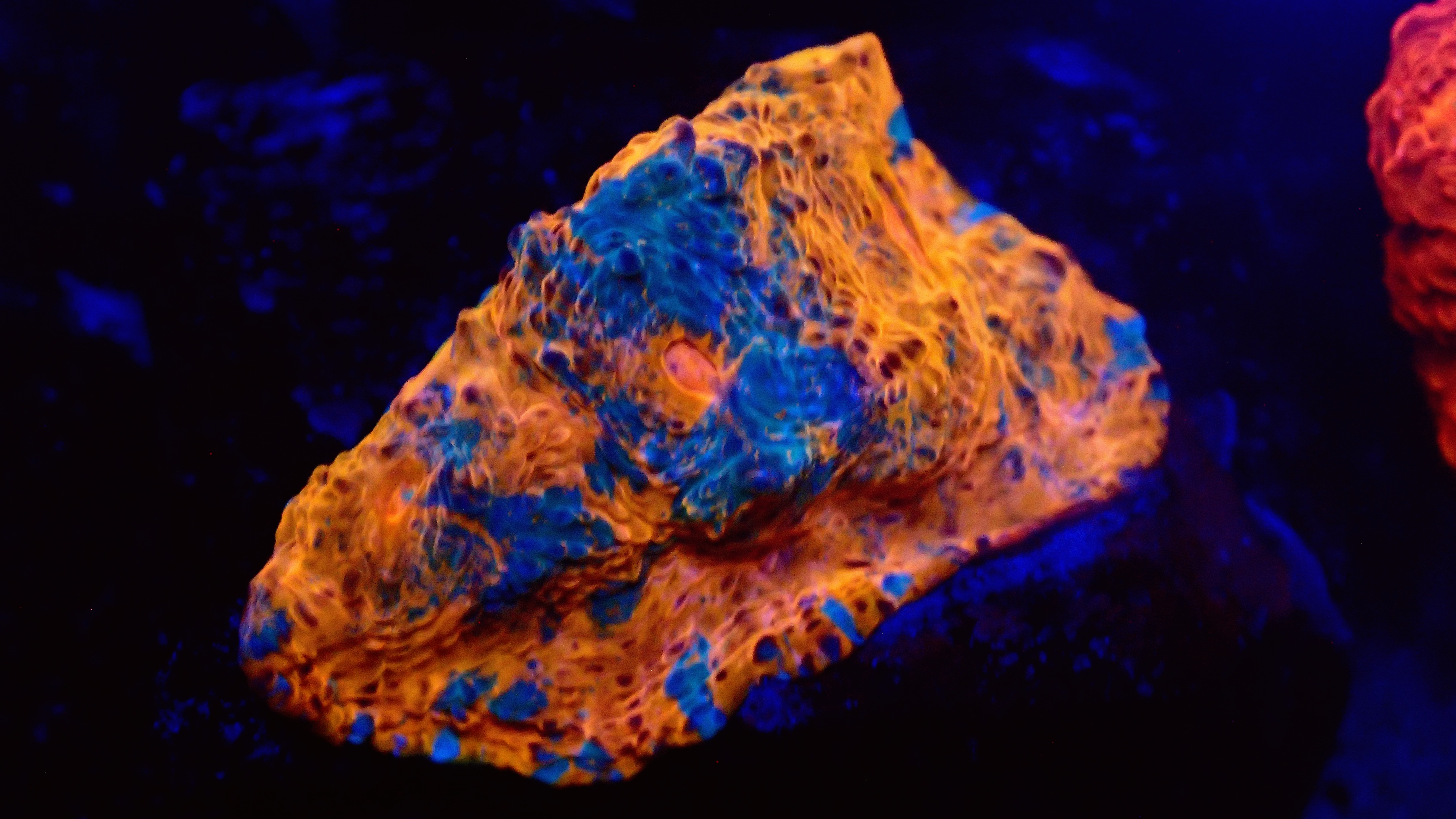 20201107_181651.jpg