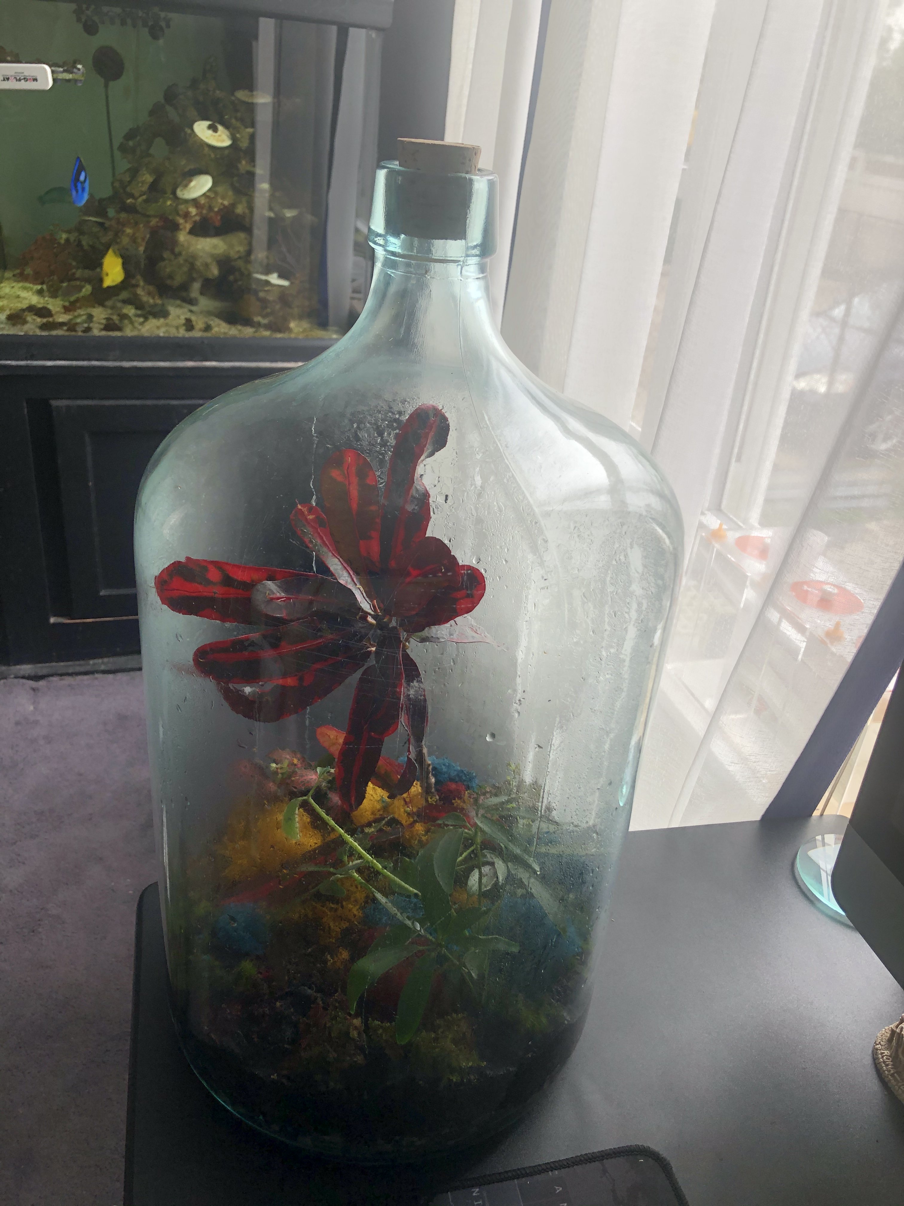 5 gallon bottle terrarium