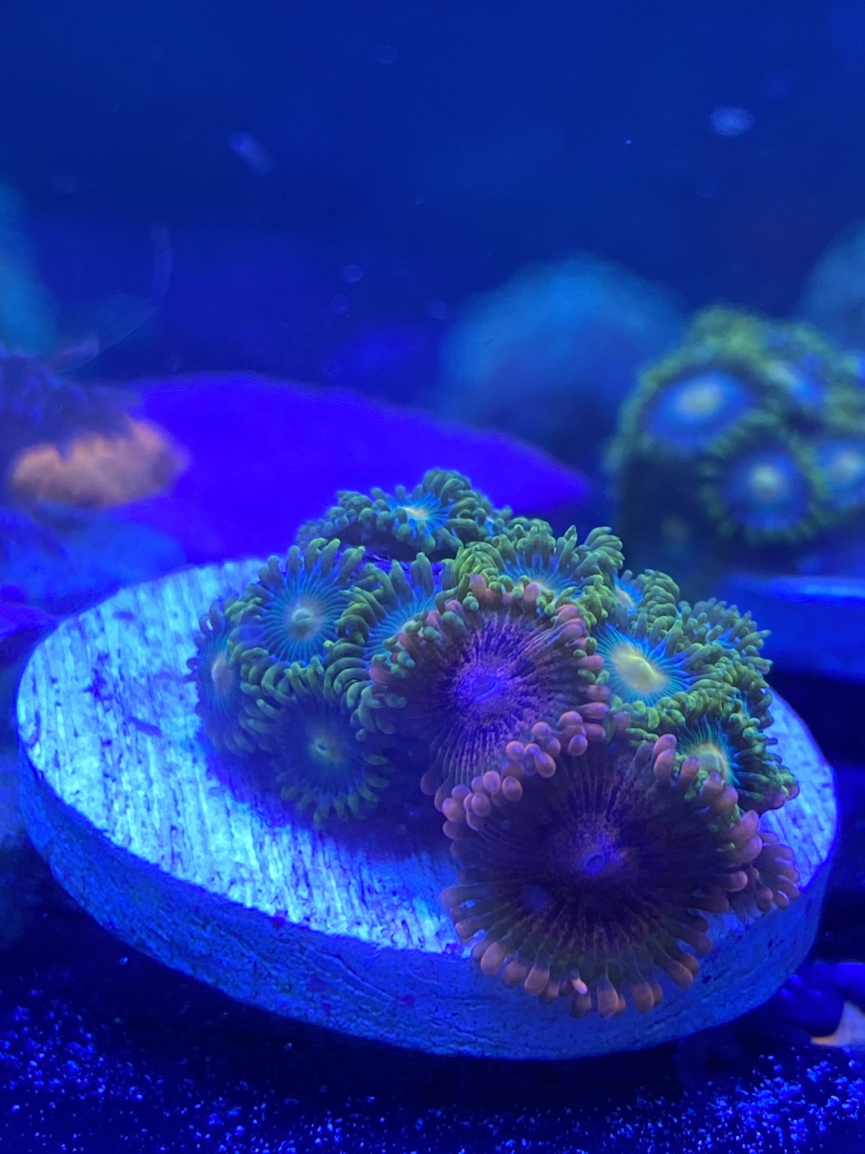 Coral Anemone , hammers and zoas( few pics)
