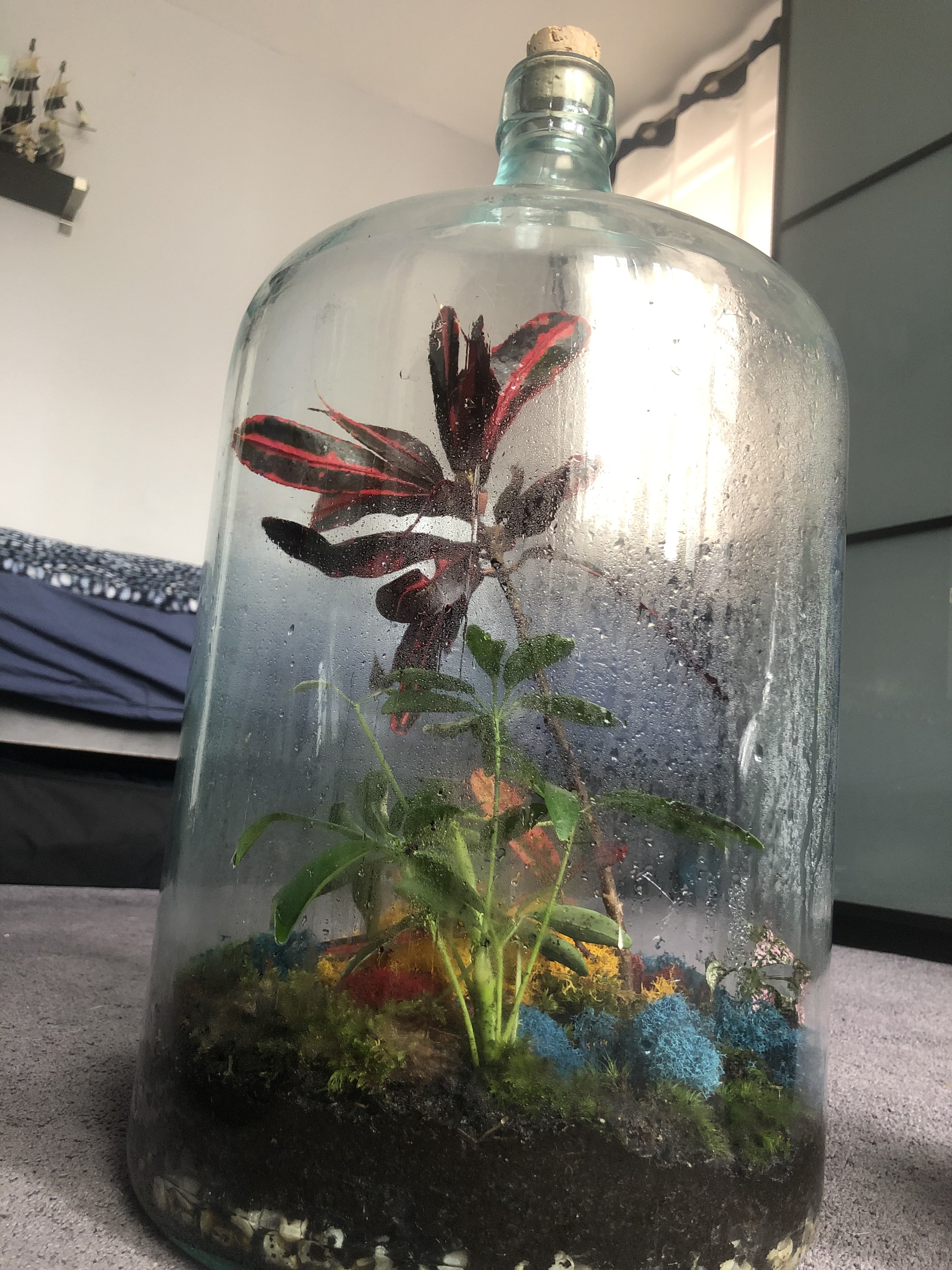 5 gallon bottle terrarium