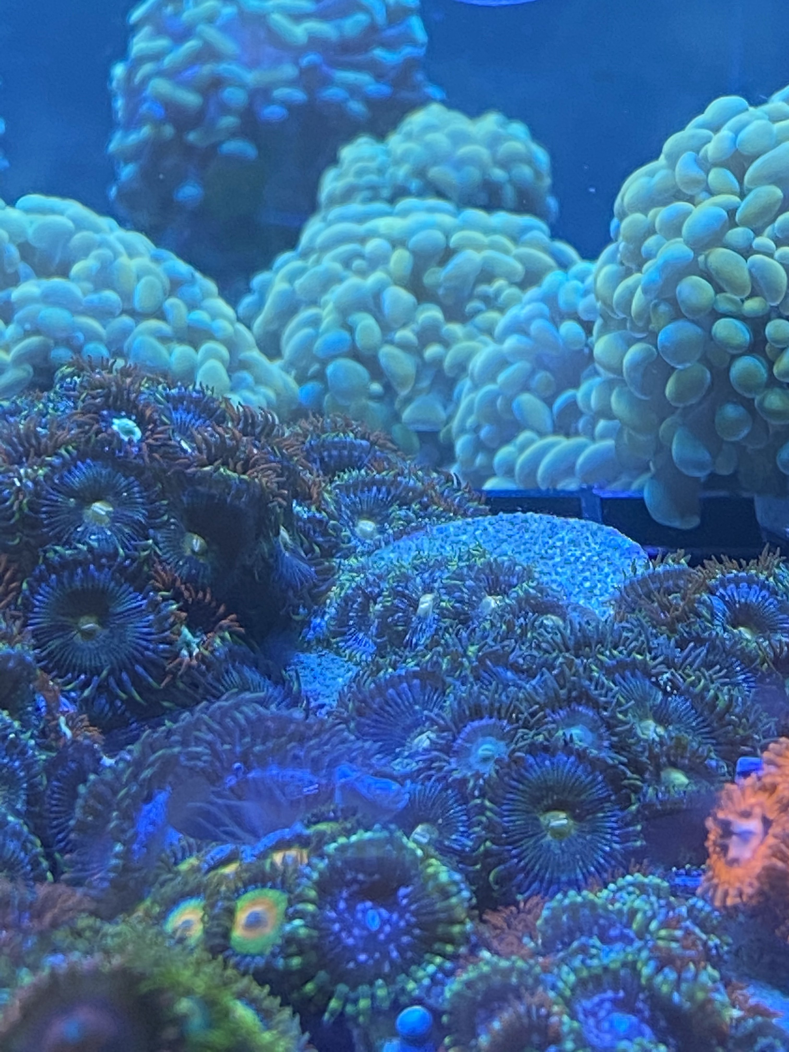 Coral Anemone , hammers and zoas( few pics)